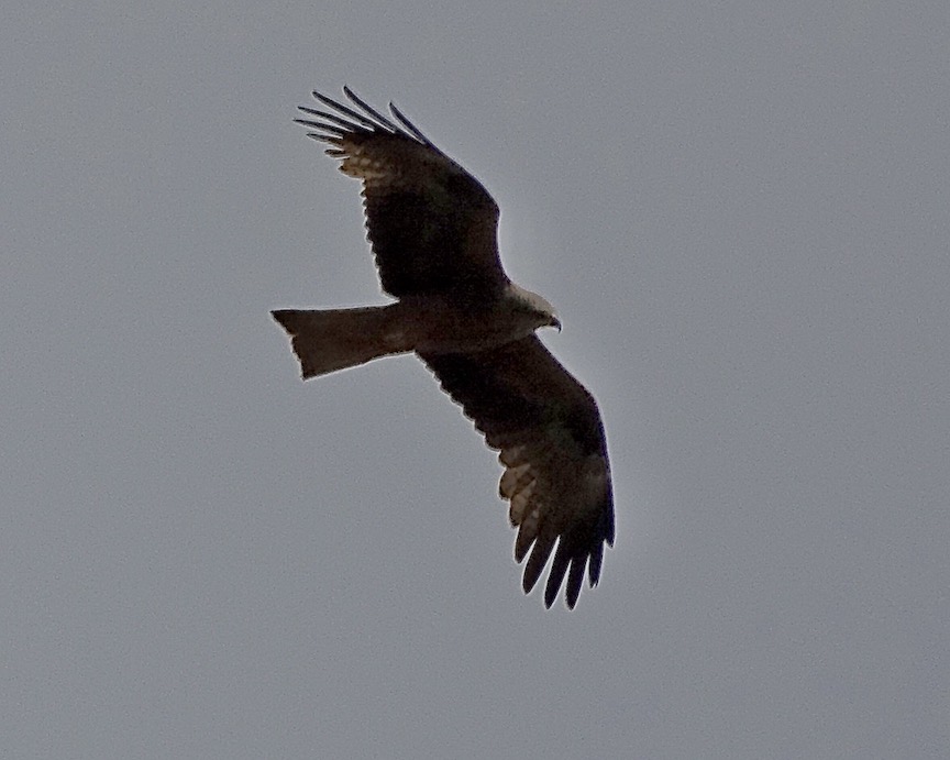 black kite